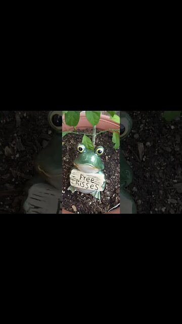 Happy happy Jhoy Jhoy!