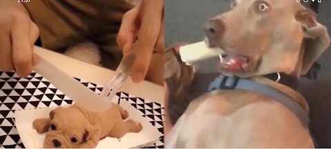 Funny Cat/Dog Videos EXTREM 🤣🤣🤣