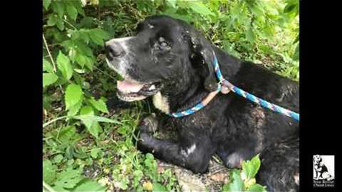 One of the worst abuse cases in 20 years - meet our miracle dog Glamour