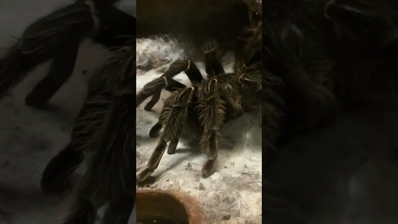 What do you think of tarantulas? #shorts
