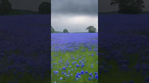 Rain, Thunder & Lightning for Sleeping | White Noise
