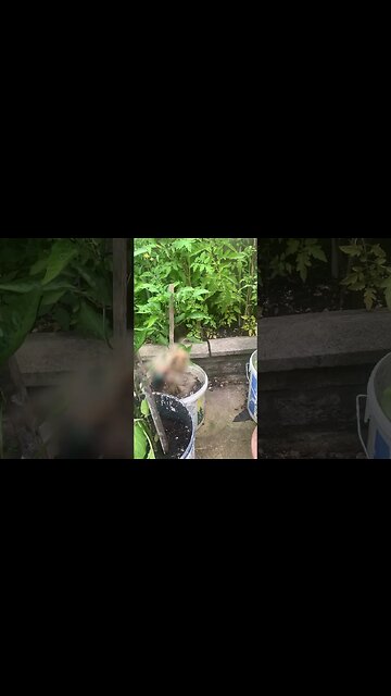 Spider caught a fly and the fly is about to be eaten-nature in my garden