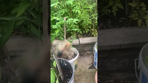 Spider caught a fly and the fly is about to be eaten-nature in my garden