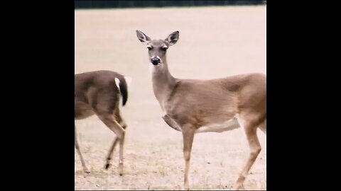 Deer in field