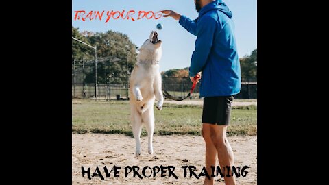 Dog Training - Steps to Train in Dog Show