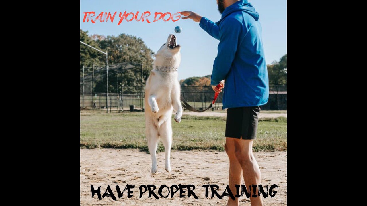 Dog Training - Steps to Train in Dog Show