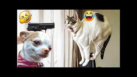 Silly and Funny Cats 2024 😹Funny Cat Videos