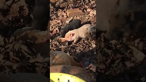 THREE LITTLE PIGS EAT A LOAF OF BREAD #animals #cute #piggy