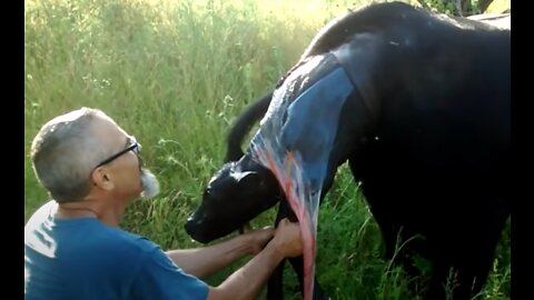 Farmer helps mother cow give life to baby