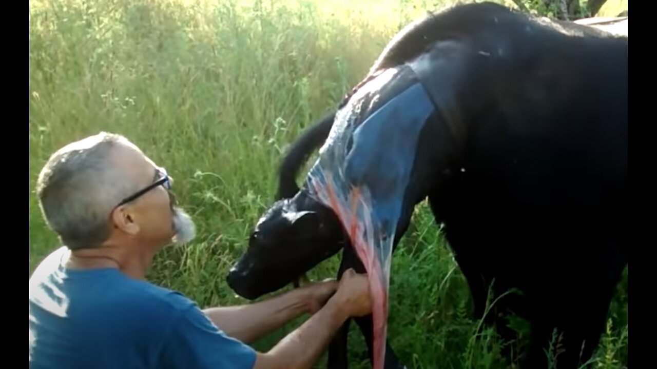 Farmer helps mother cow give life to baby