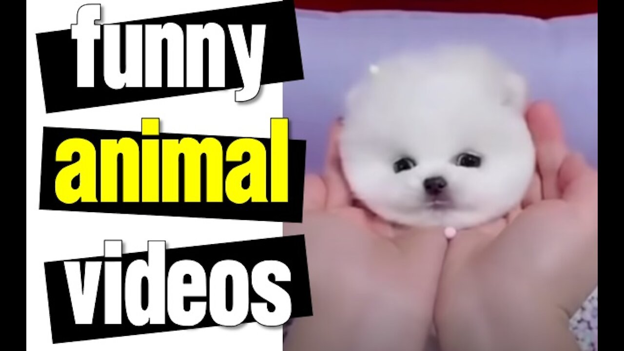 Baby Dogs 🐶 Cute and Funny Dog Videos Puppy Dogs Compilation