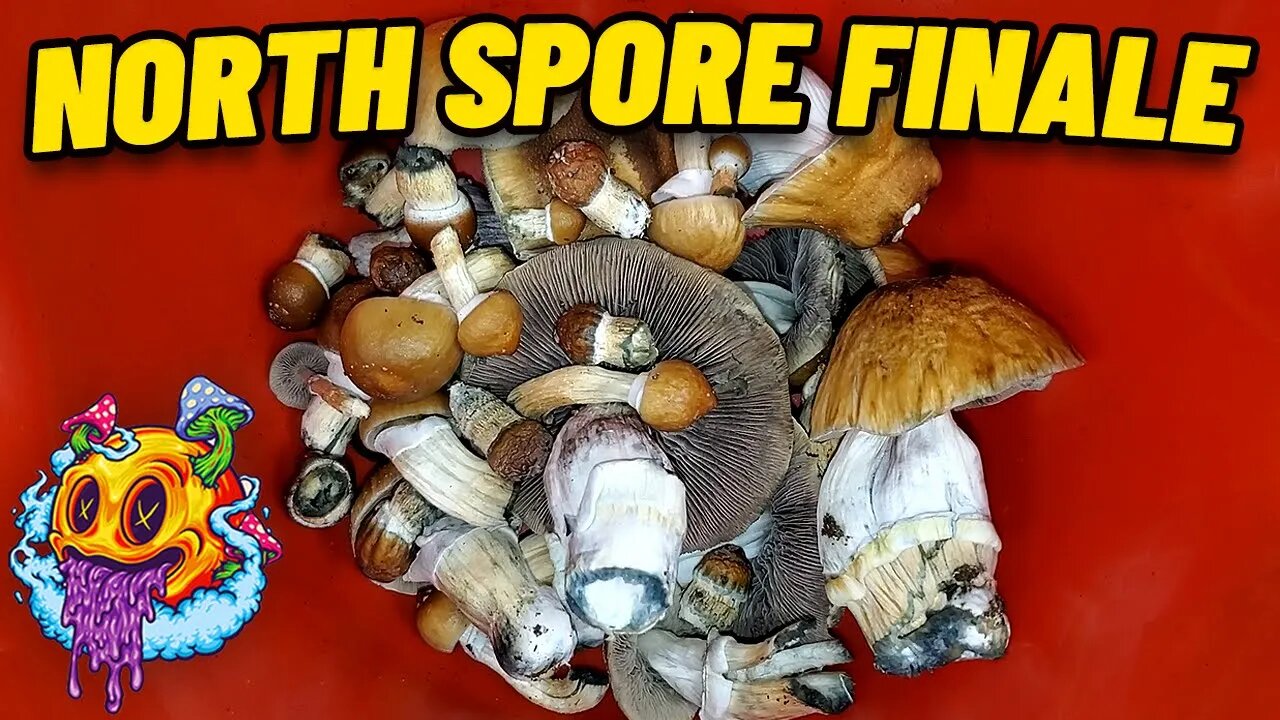 North Spore Boomr Bag Third Flush FINALE | Boomr Kit EP9