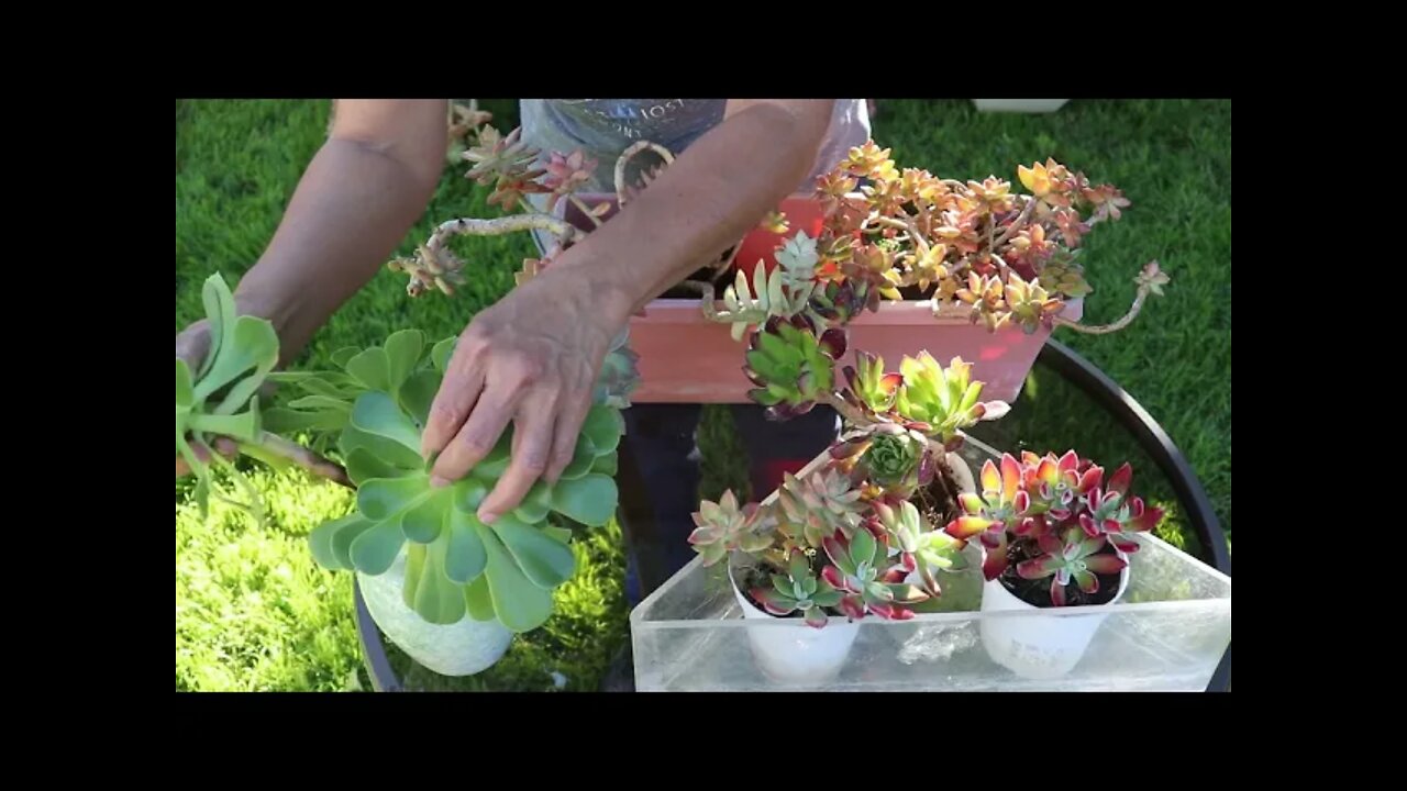 How to choose Succulents