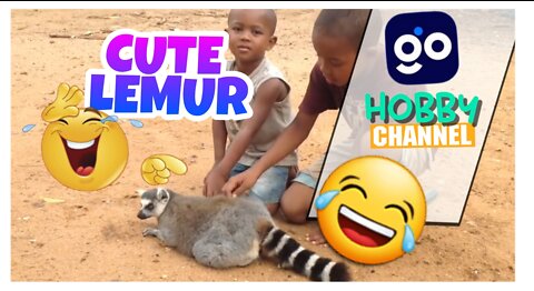 A cute lemur asked two children to be scratched back