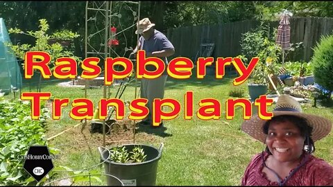 Raspberry Vine Transplant - 12Jul2022