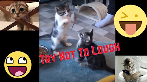 Cute funny animals | Try not to lough