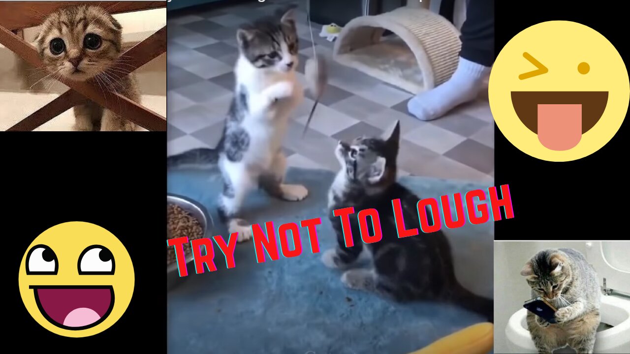 Cute funny animals | Try not to lough