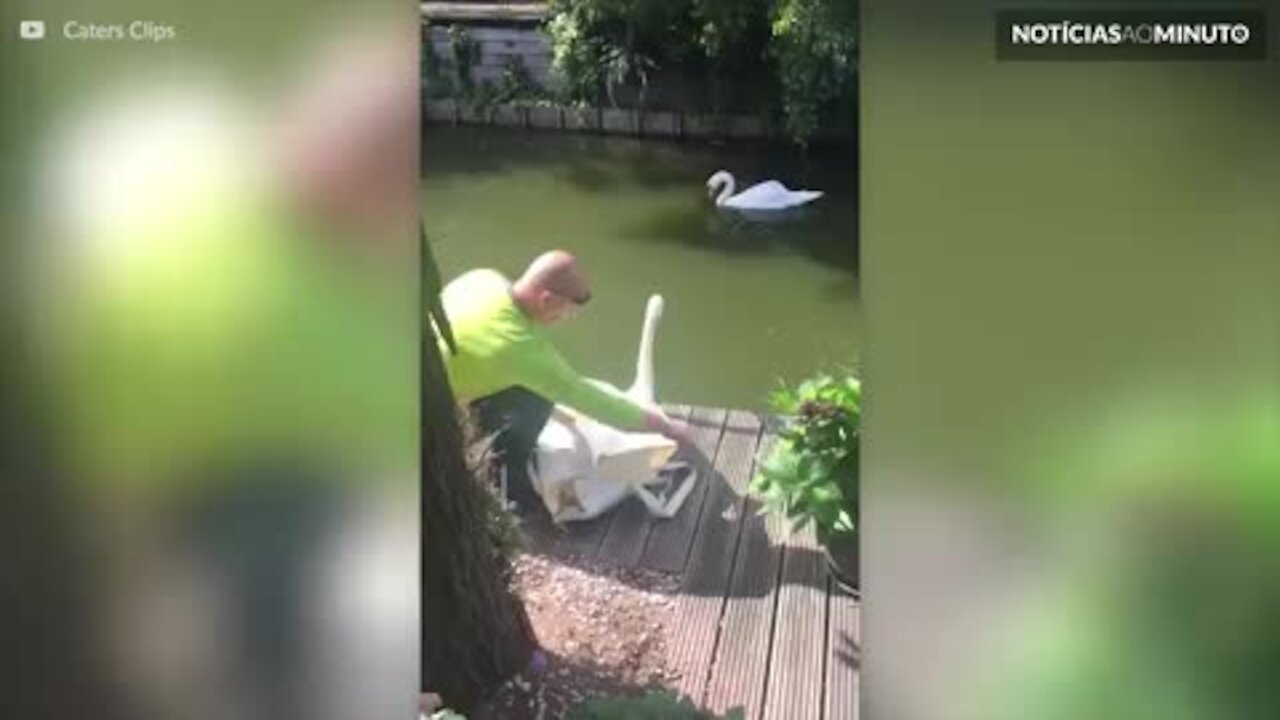 Cisnes apaixonados dançam juntos