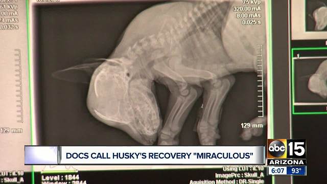 Doctors call Husky's recovery a miracle