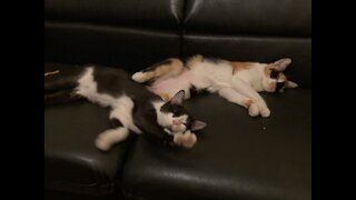 This is cat love, my adorable cats