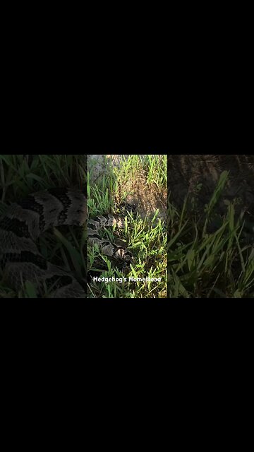 Very rare sighting of a rattlesnake on our Tennessee Homestead