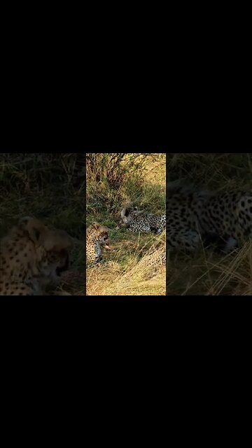 Cheetahs Chewing Bones #shorts