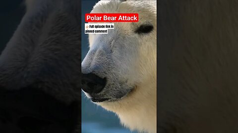 Polar Bear Badly Mauls Man Trying To Set World Record