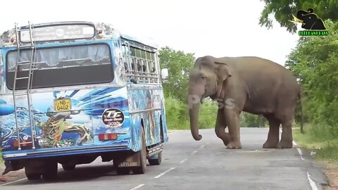 A severe elephant attack on a bus People fall down in fear 6