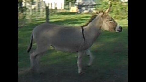 Donkey Owns the Pasture - No Chickens Allowed