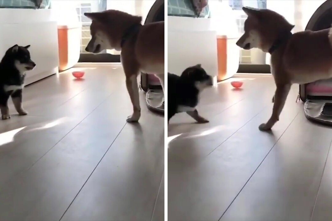Puppies Playing 😂😂