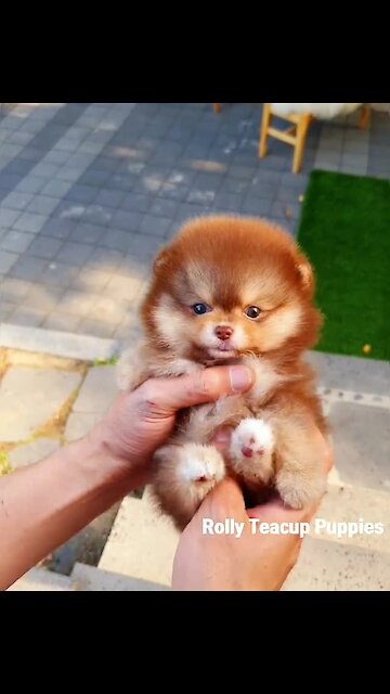 Teacup Pomeranian Has Gorgeous Chocolate Tan Coat