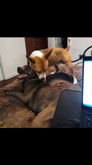 Claire Bear Stops My Work