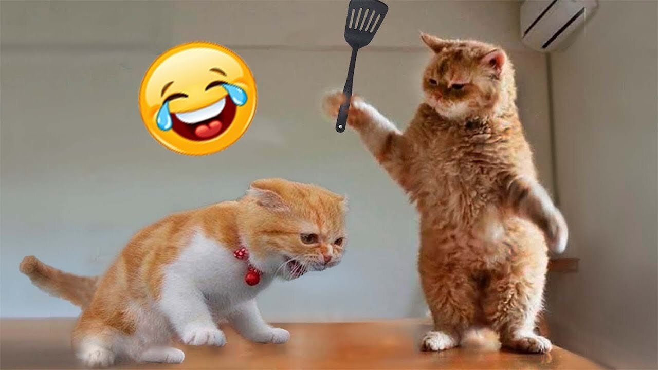 funny meme cat 😱😱😱😱😱😱( best tik tok video and insta reels )viral 1k