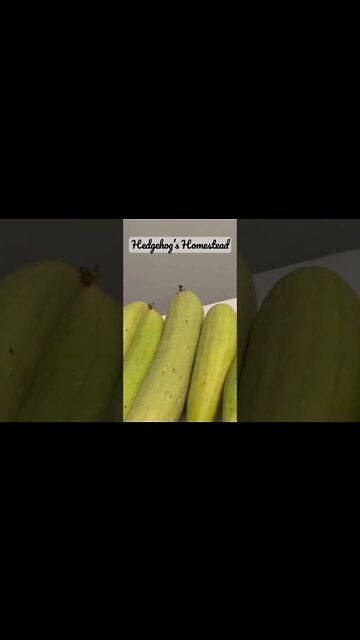 How I’m drying my loofah gourds￼#hedgehogshomestead