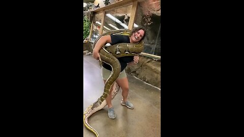 big snakes with people