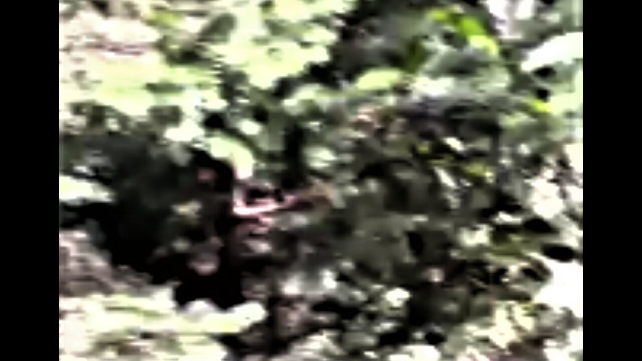 WORLD BIGFOOT TV ~ DOGMAN CAUGHT ON VIDEO? /DUKE & STEVEN HILL