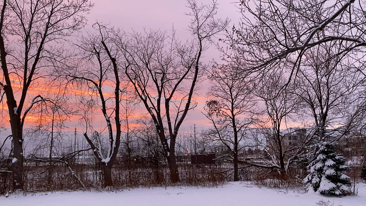 Incredible sky through the trees