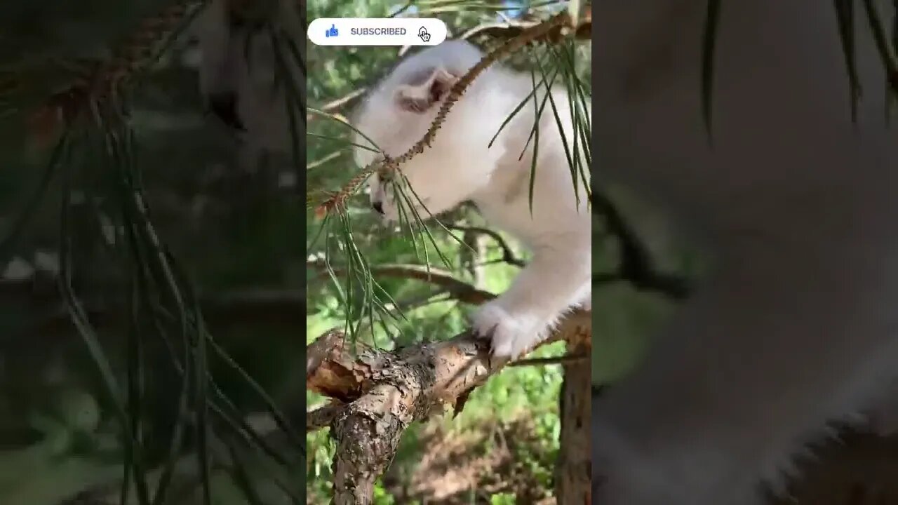 cute baby cat