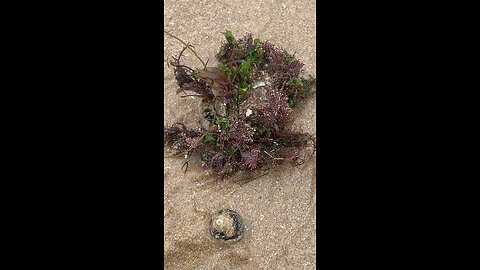 Camouflage (Crab)