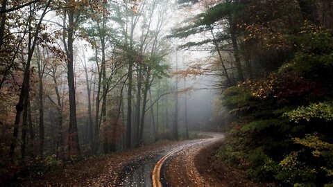 Rain hitting the asphalt at a bend in an empty forest road