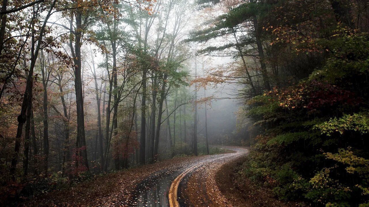 Rain hitting the asphalt at a bend in an empty forest road