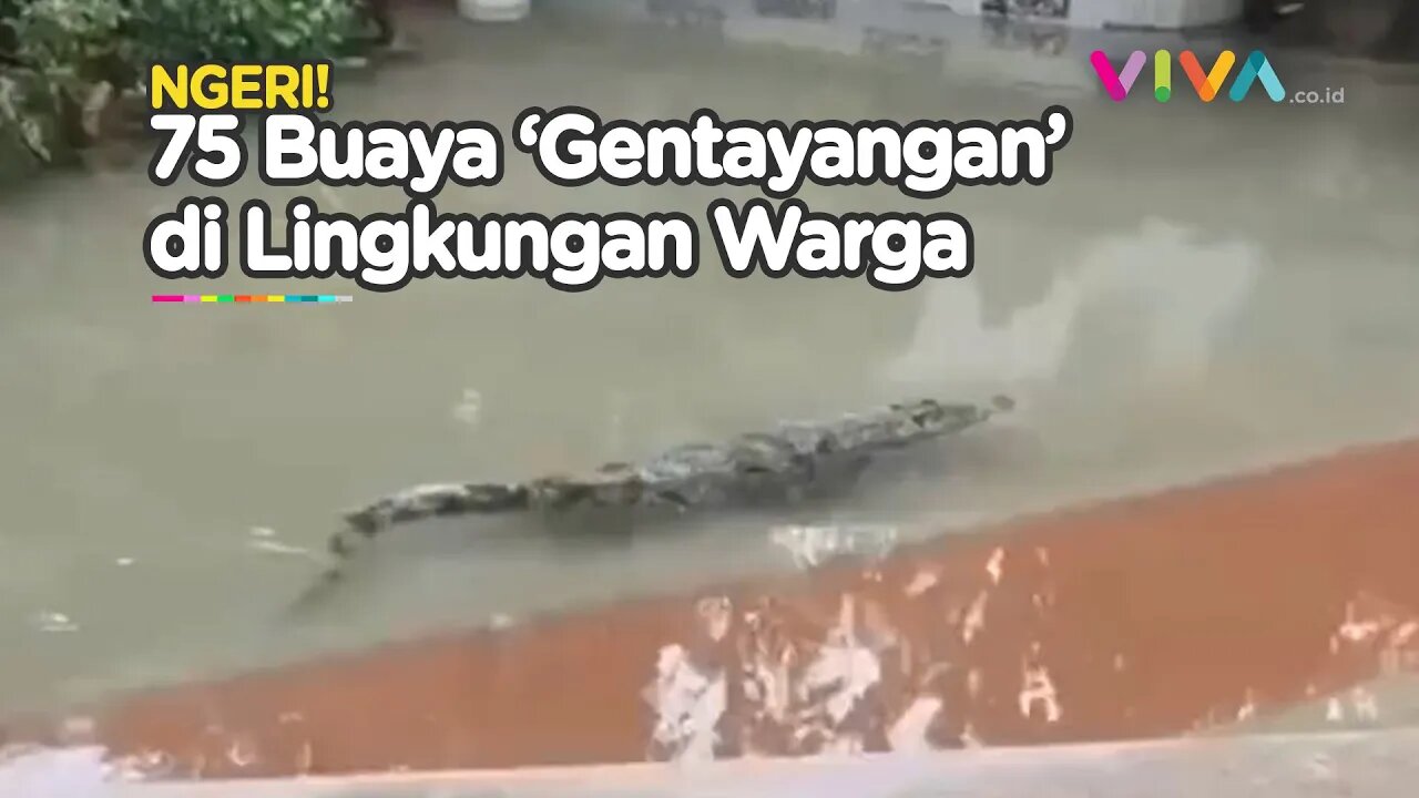 VIDEO Puluhan Buaya di China 'Menjajah' Lingkungan Penduduk