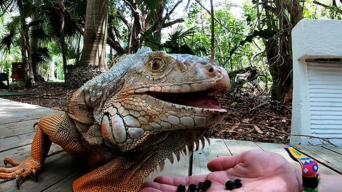 Brave woman hand feeds ferocious looking lizard