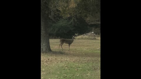 Whitetail Deer