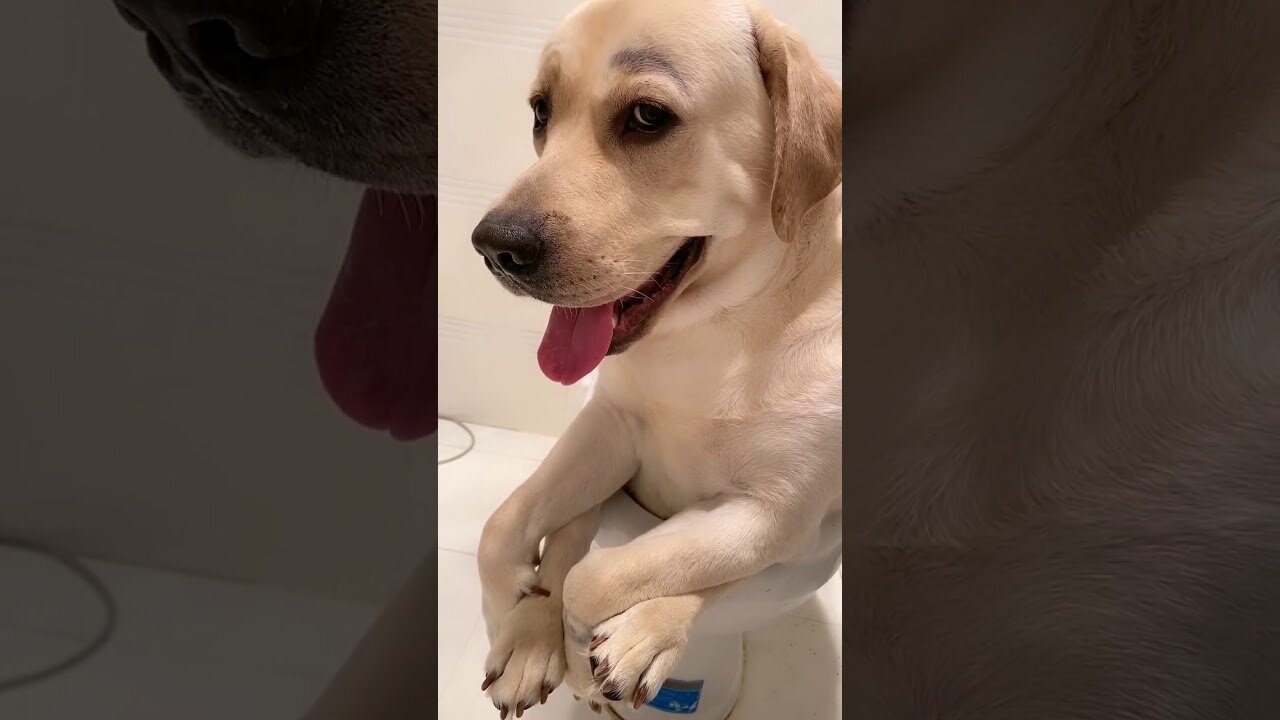 Amazing Smart Dogs Make Me Laugh So Cry!!!!
