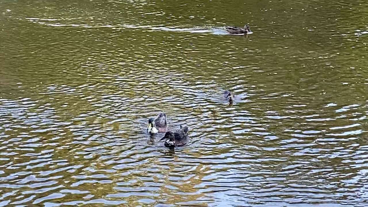 White breasted Ducks