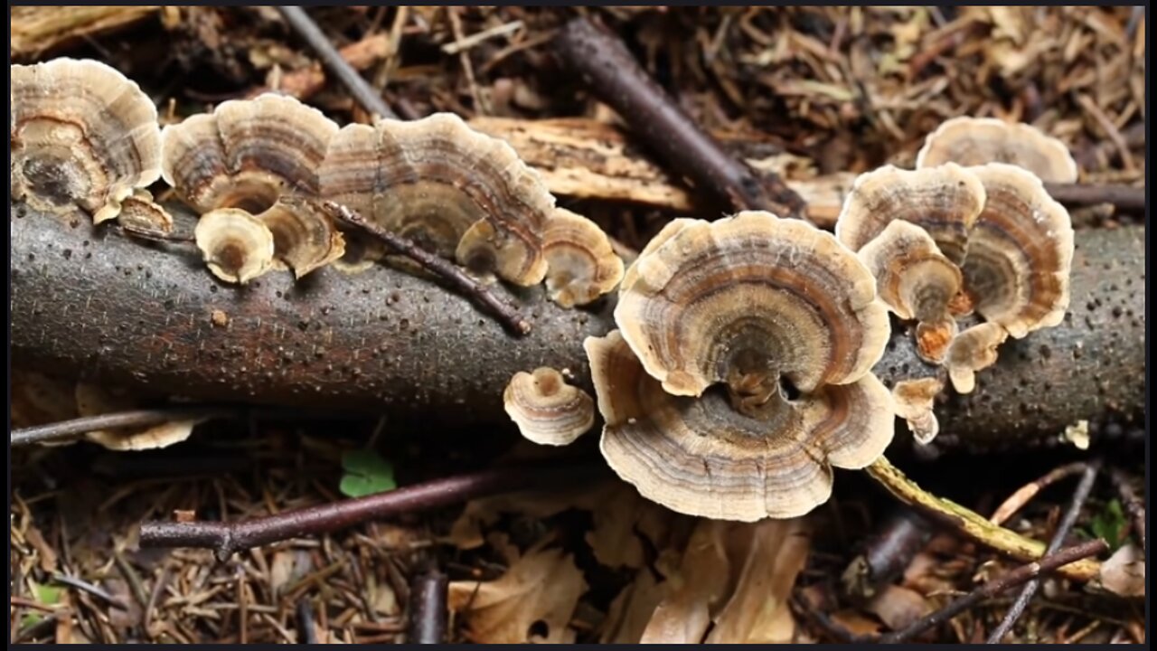 Documentary: Humongous Fungus - Lichen - Radioactive Loving Fungi - Hyphae - Mycelium