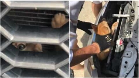 Trovano un gattino incastrato nel paraurti