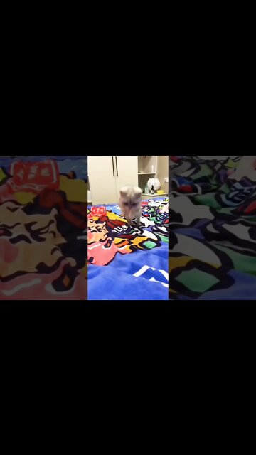 Boing..boing..🐈🐾😅 #shorts #shortsfeed #clips #shortvideo