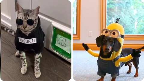 Funny Cats And Dogs Wearing 🕶️ Sunglasses 😂😂 in 2022 - try not to laugh